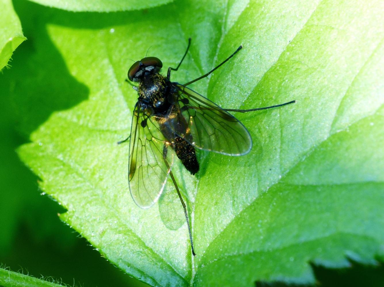 Chrysopilus cristatus
